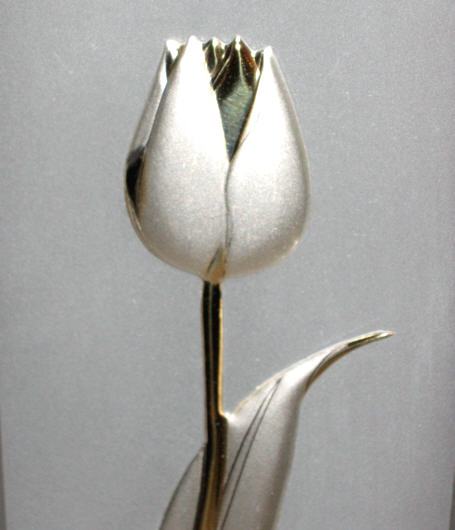 Srebrny tulipan